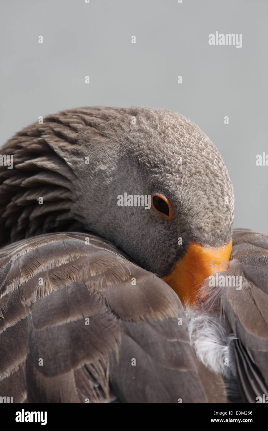 Greylag Goose Anser anser Resting With Beak Tucked Under Wing Stock Photo