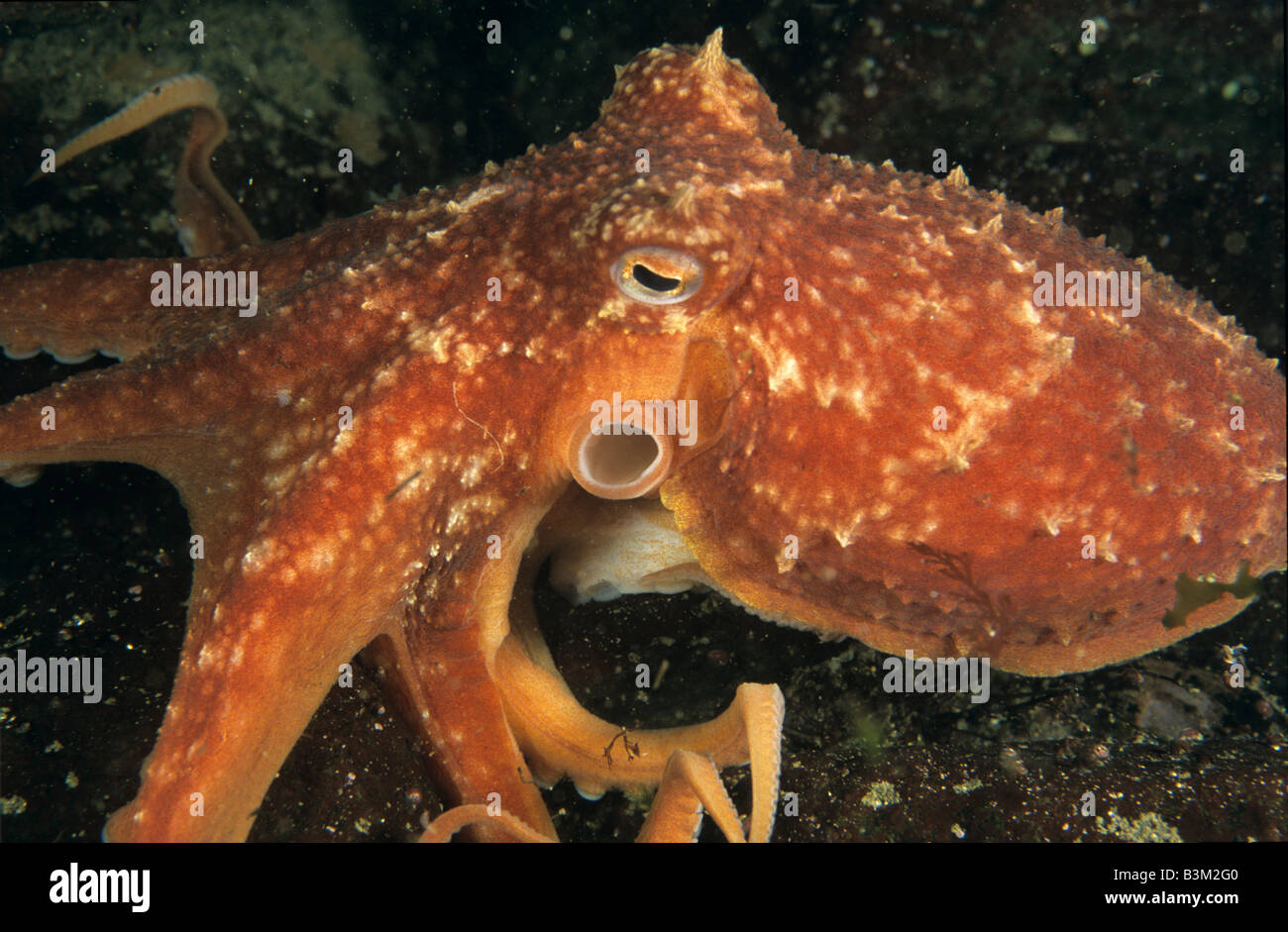 Octopus (Eledone cirrhosa), Iceland Stock Photo