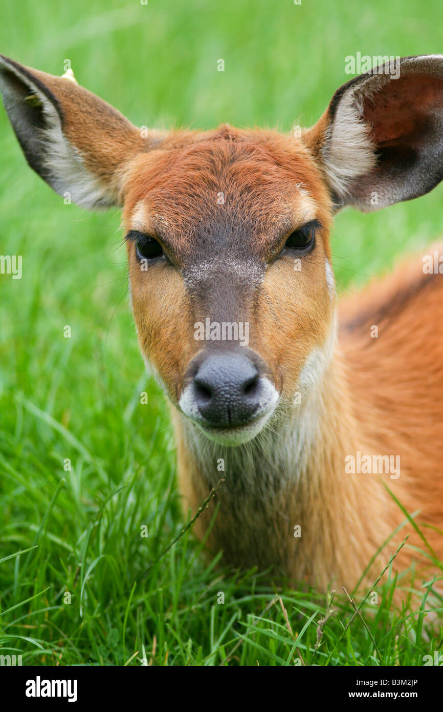 Sitatunga female Stock Photo