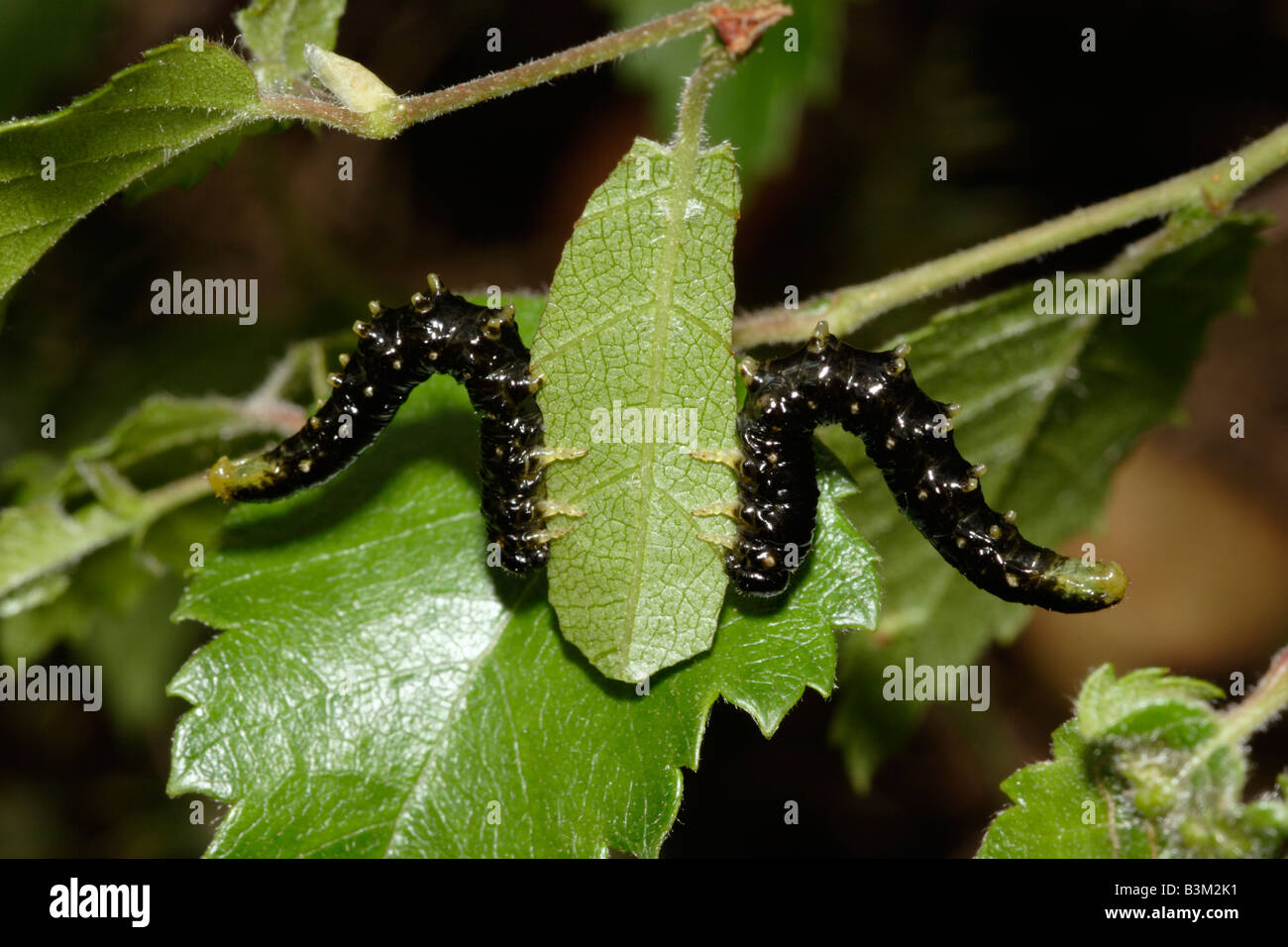 Birch sawfly Cimbex femoratus Cimbicidae larvae in defensive pose UK Stock Photo