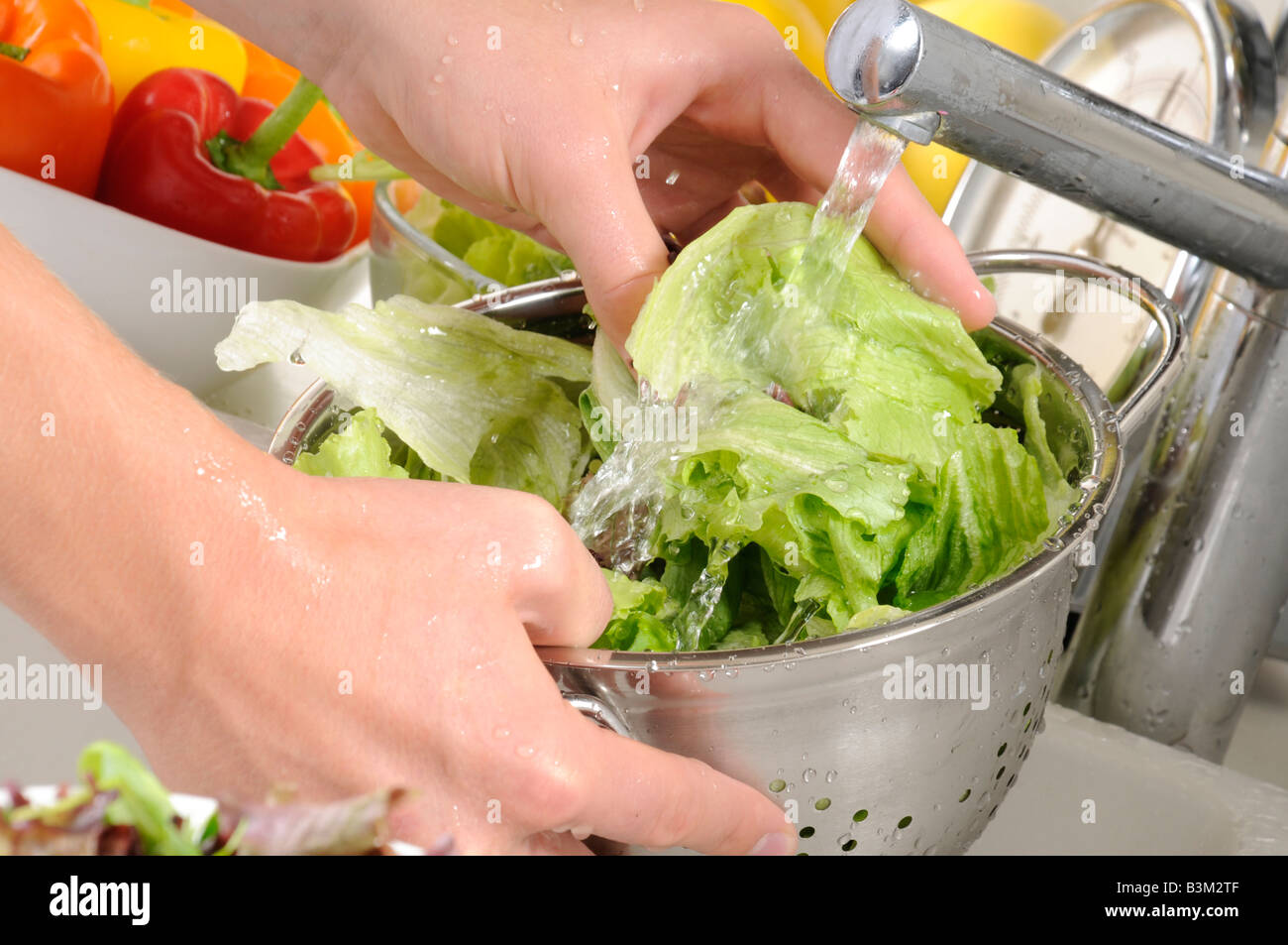 Washing lettuce leaves hires stock photography and images Alamy
