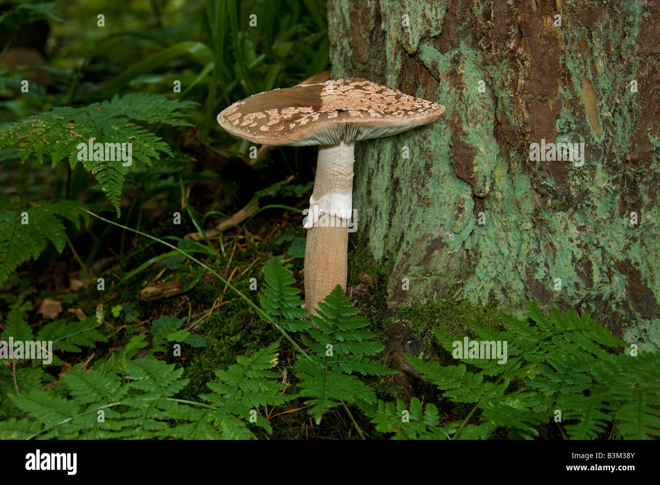Fungi - The Panther - Amanita pantherina - Deadly poisonous. Stock Photo