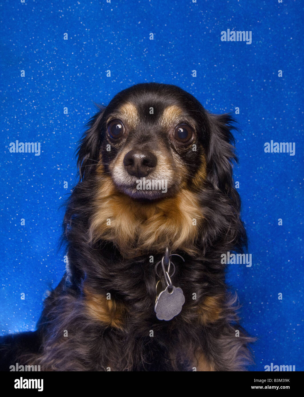 cute small mixed breed dogs