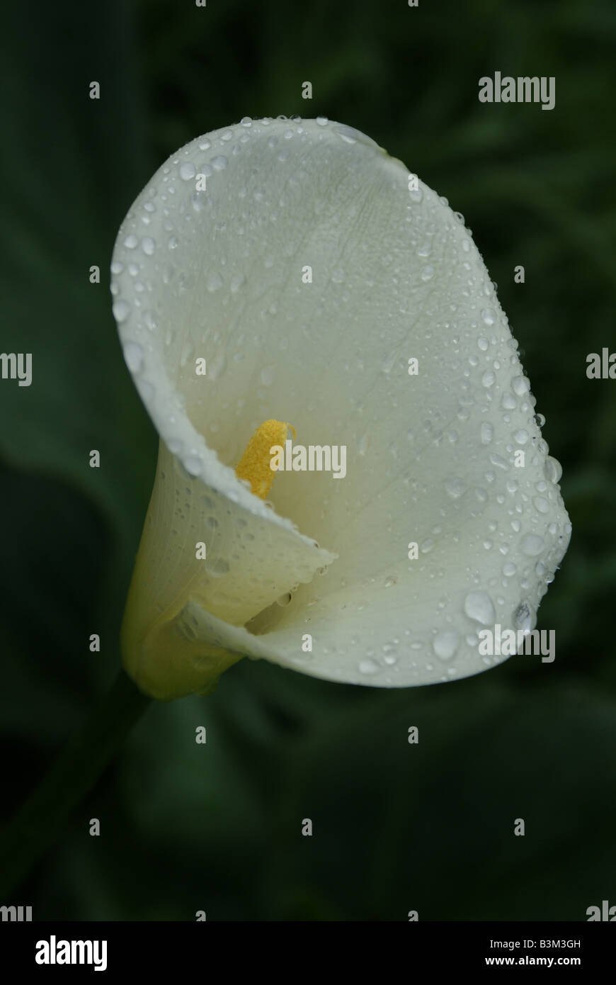 Dew drenched Arum lily (Calla lily) Stock Photo