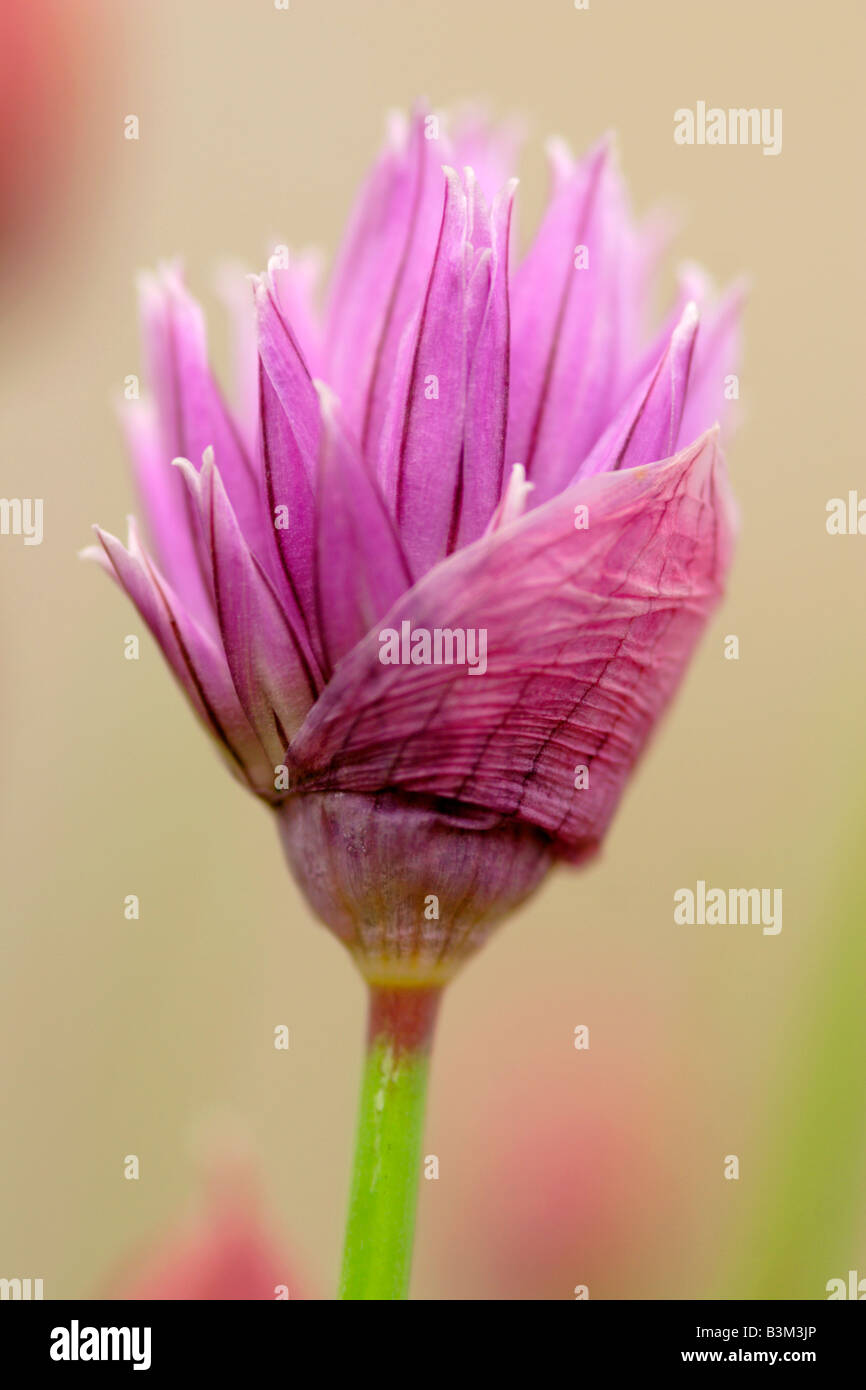 Opening chive flower (Allium schoenoprasum) England, UK Stock Photo Alamy
