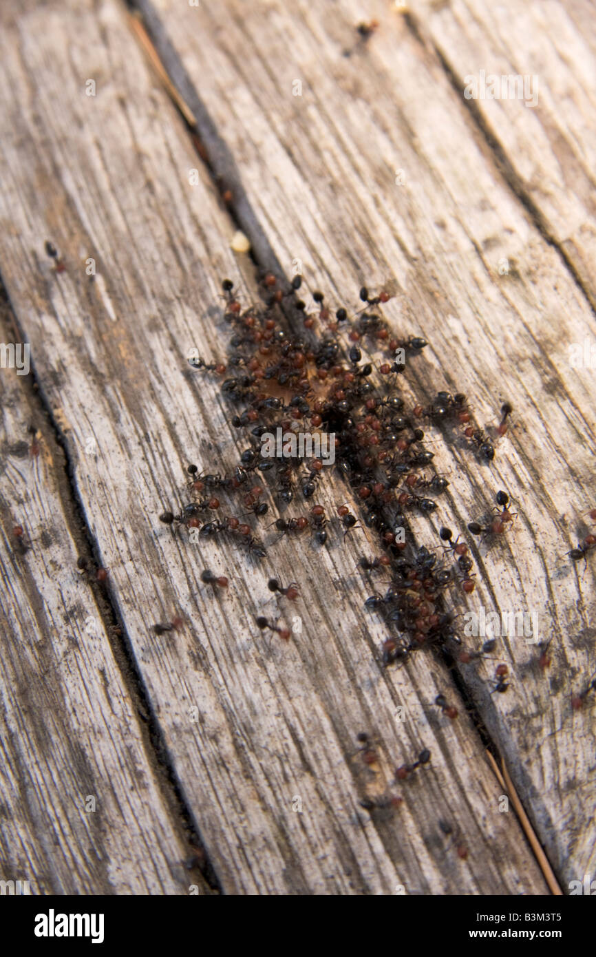 group of red head ant out from a crak in the wood tremiti island Italy Stock Photo