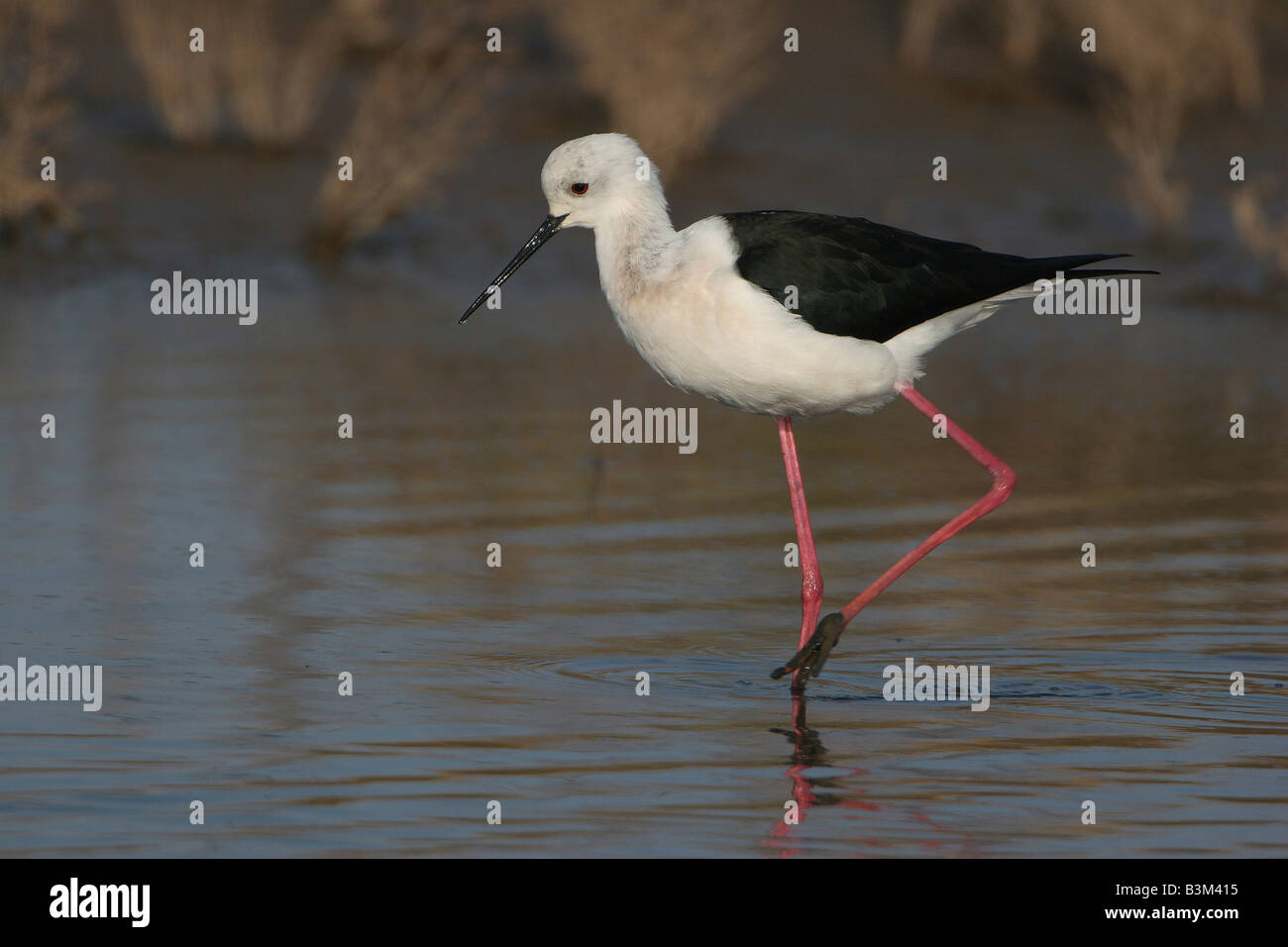 Black Winged Stilt Himantopus Himantopus Stock Photo - Alamy