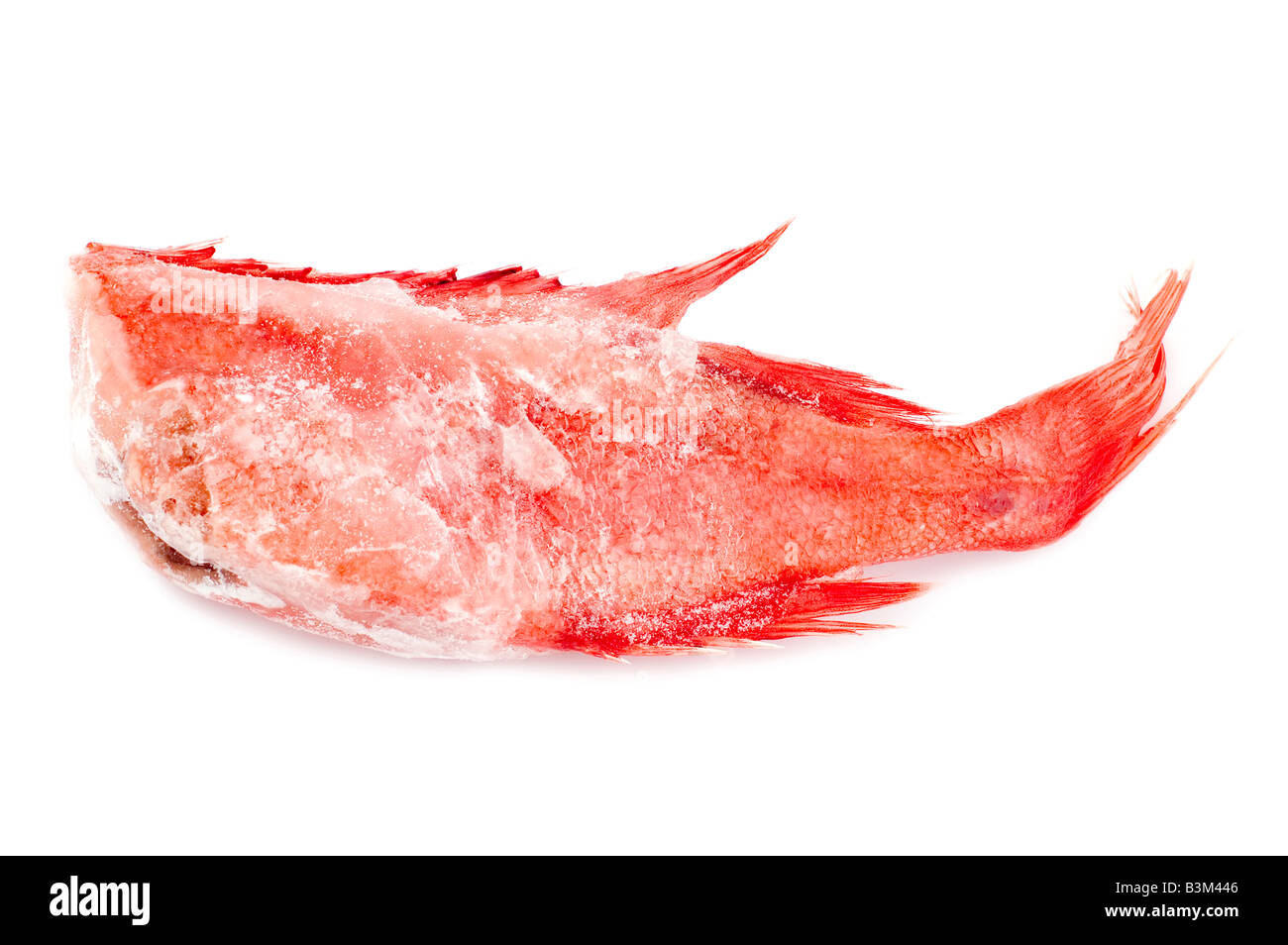 object on white raw food Red perch Stock Photo