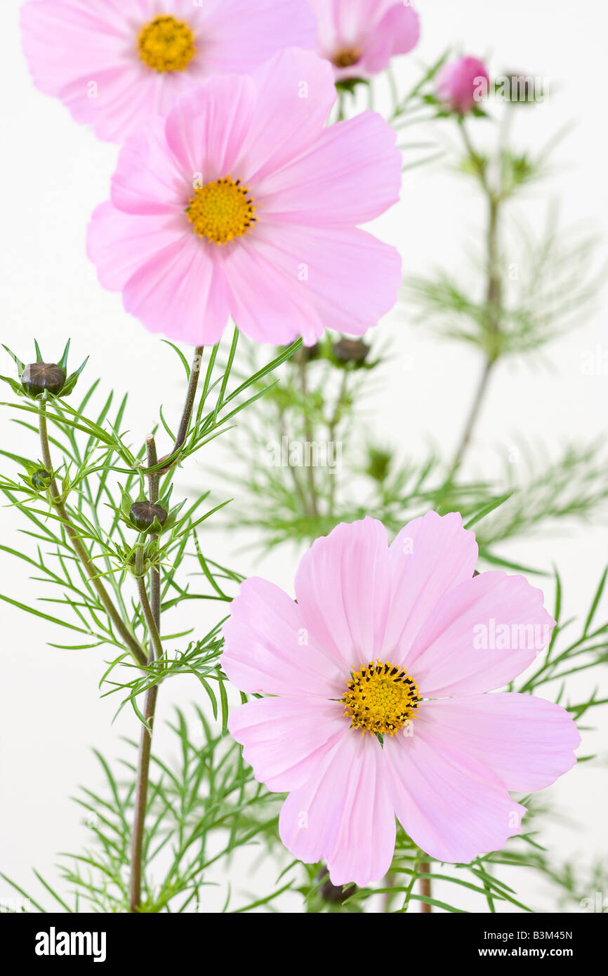 Portrait of pink Cosmos bipinnatus 'Sonata' flowers in bloom in early ...