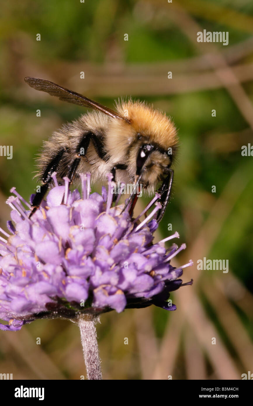 Common carder bumble bee Bombus pascuorum on devil s bit scabious Succisa pratensis UK Stock Photo