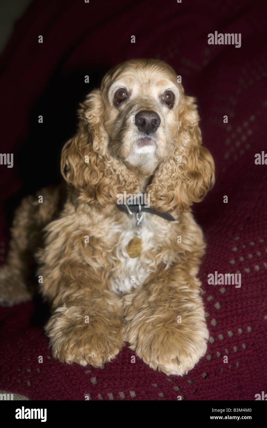 Cocker Spaniel dog in soft focus on red Stock Photo