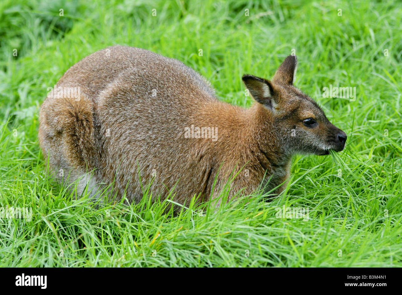 Red necked Wallaby Stock Photo