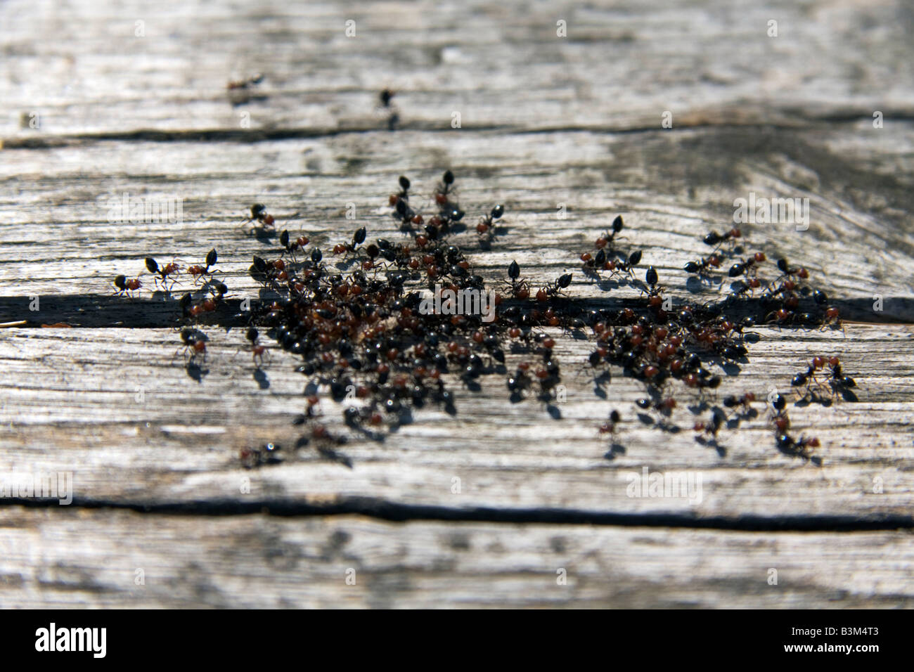 group of red head ant out from a crak in the wood tremiti island Italy Stock Photo