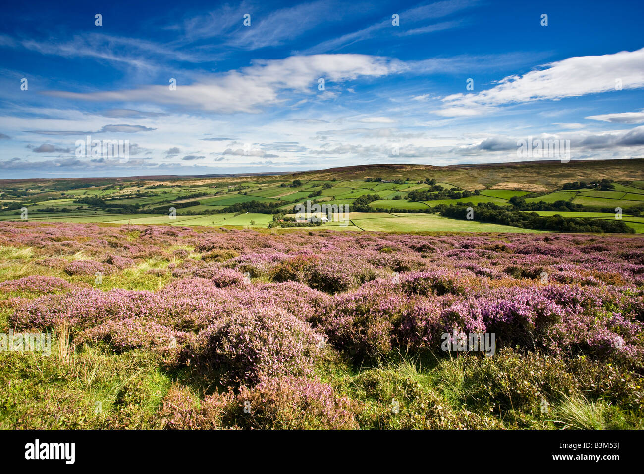Westerdale with Heather in bloom August North York Moors National Park Stock Photo