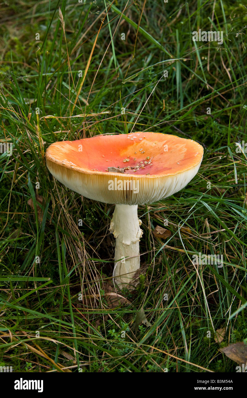 Fungi - Russula decolorans - growing in a coniferous forest in South West Scotland. Stock Photo