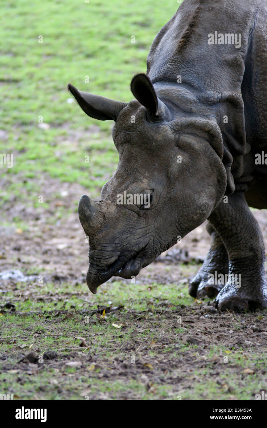 Great indian rhino Stock Photo