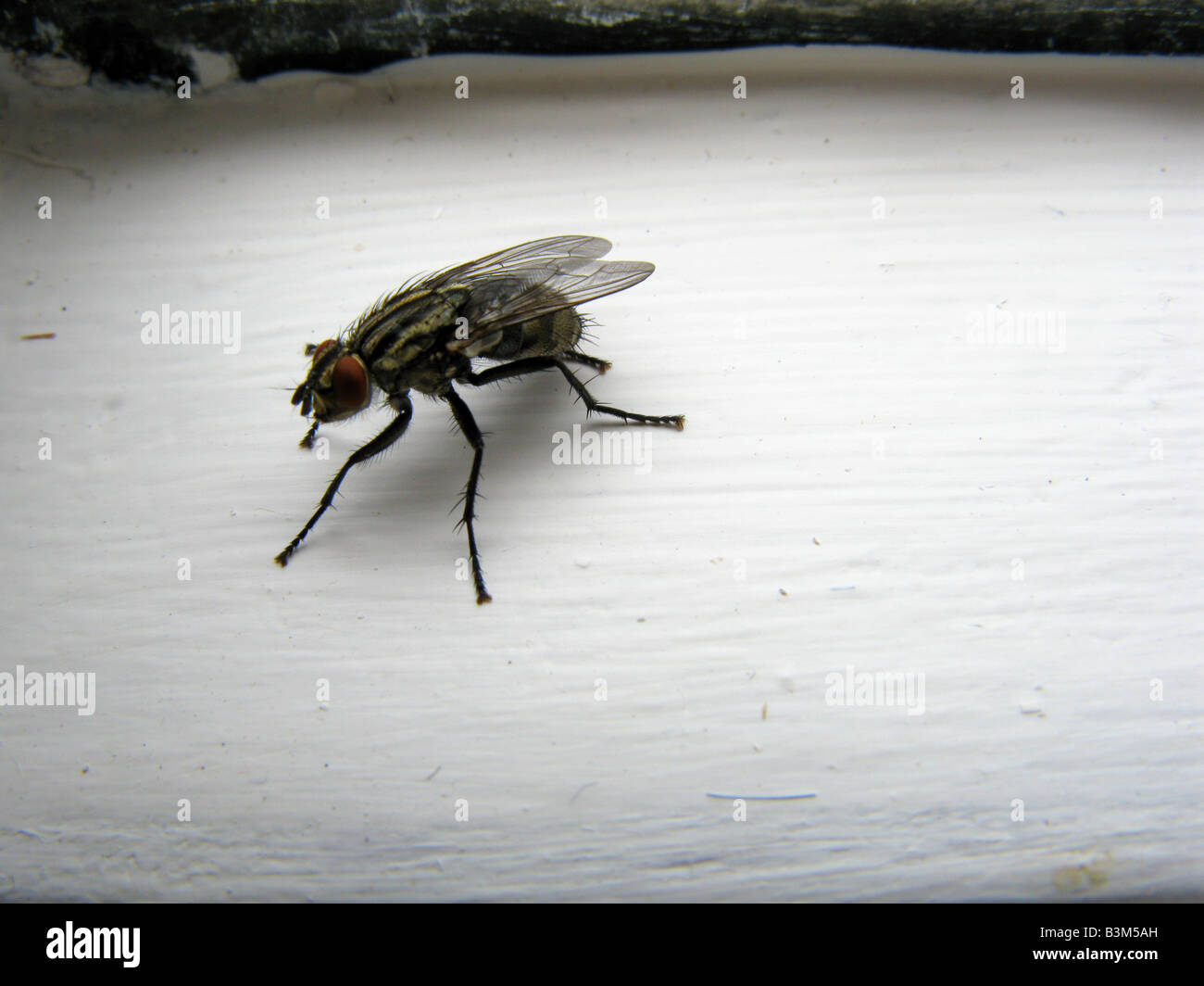 Common house fly on window sill Stock Photo