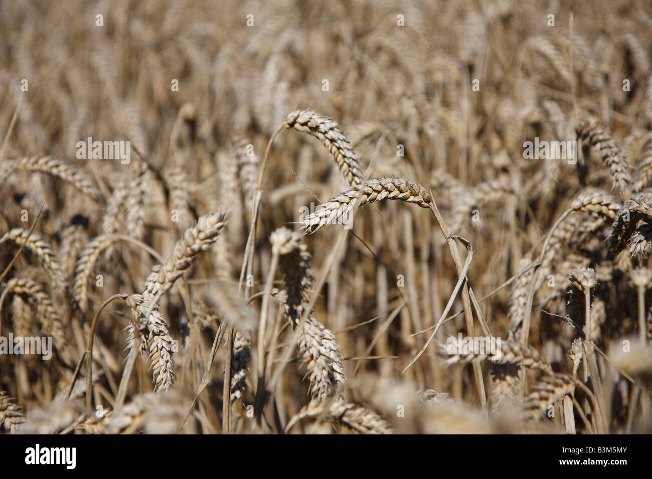 Golden wheat field, Kent Stock Photo