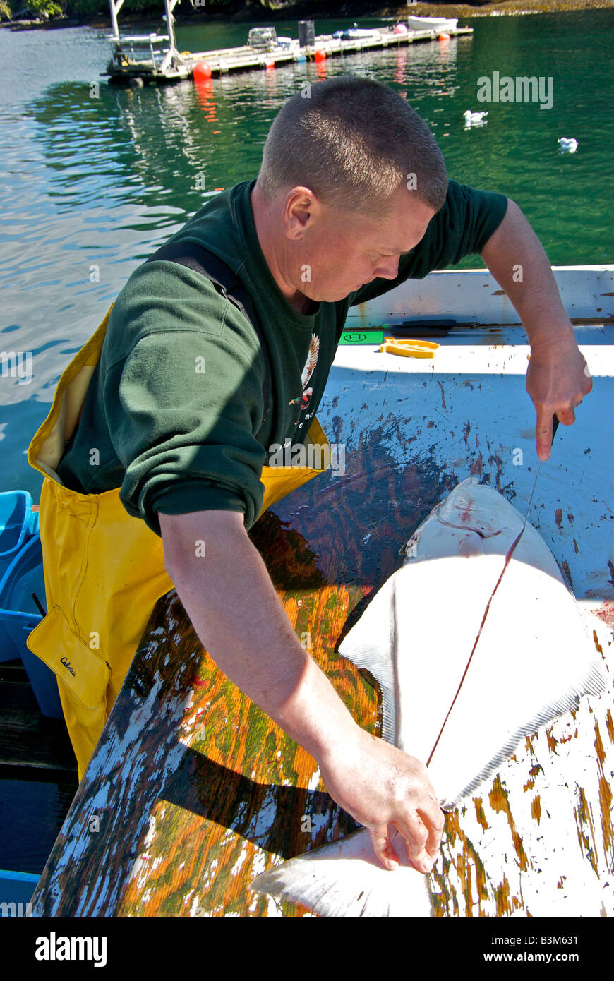 Man making first cut along lateral line while filleting a halibut Stock Photo