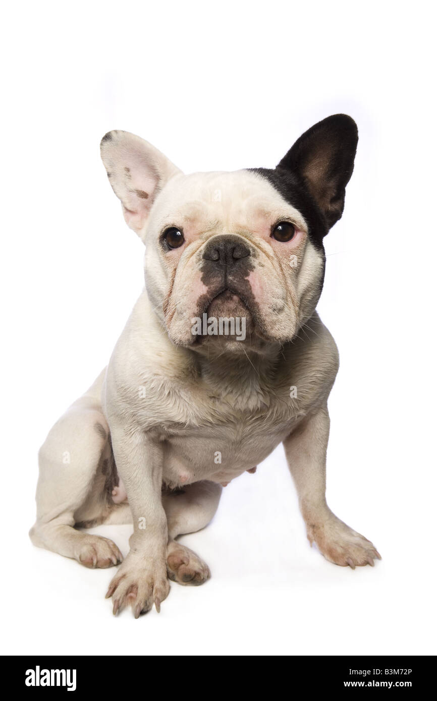 Dirty wet French Bulldog isolated on white background Stock Photo