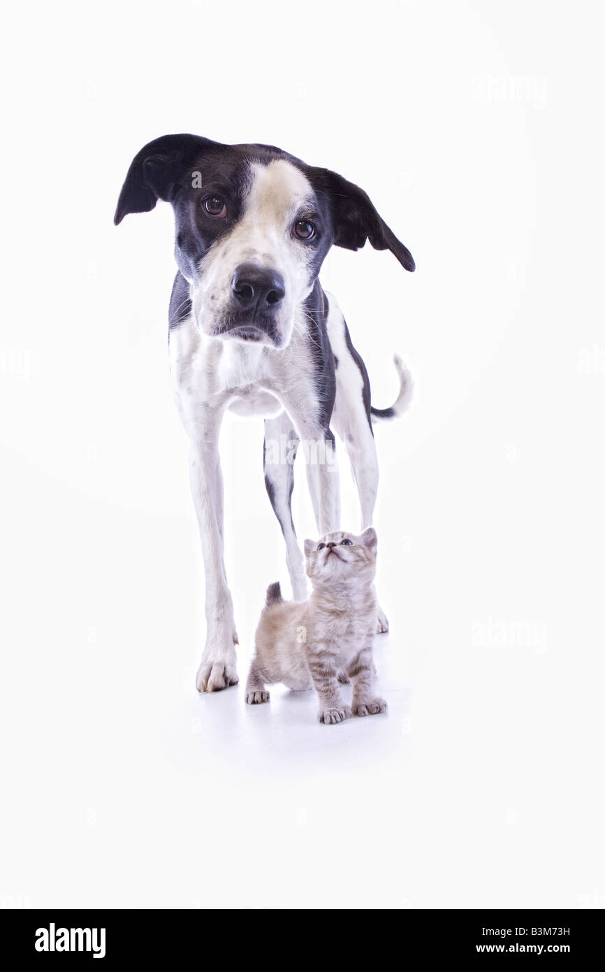 Big Black and white Great Dane mix dog with little kitten isolated on white background Stock Photo