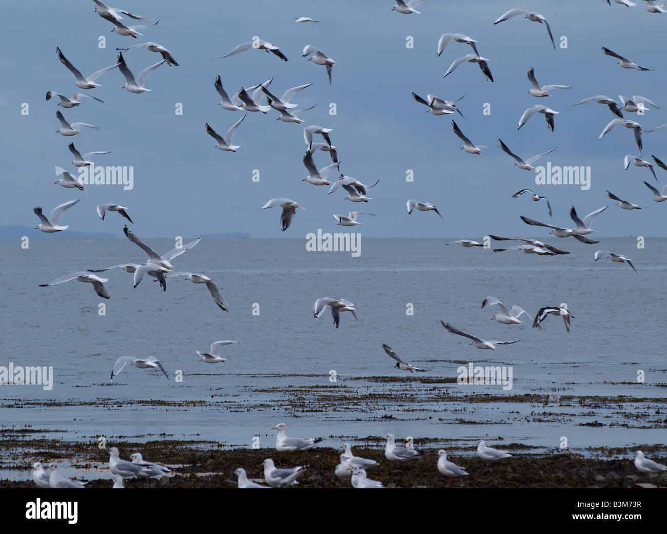 A flock of Black headed gulls, Larus ridibundus. Taking off from the waters edge Stock Photo