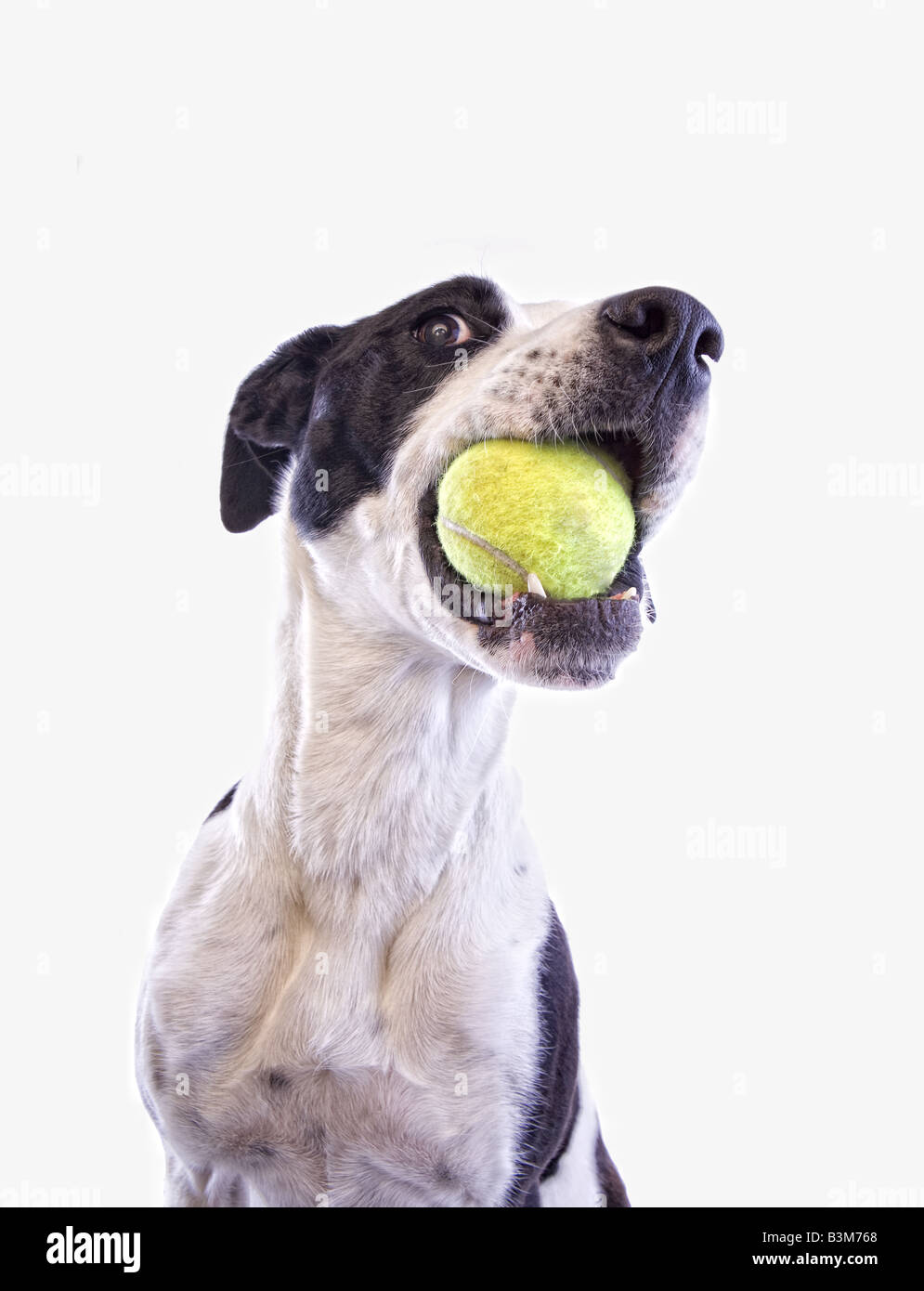 Dog tennis ball in mouth hires stock photography and images Alamy