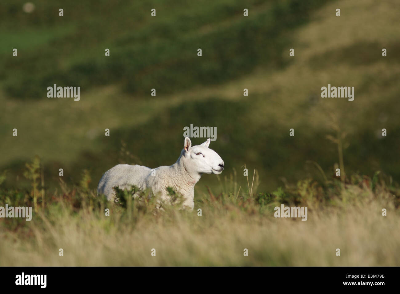 Side view of a young cheviot sheep on the moors in the cheviot hills Stock Photo