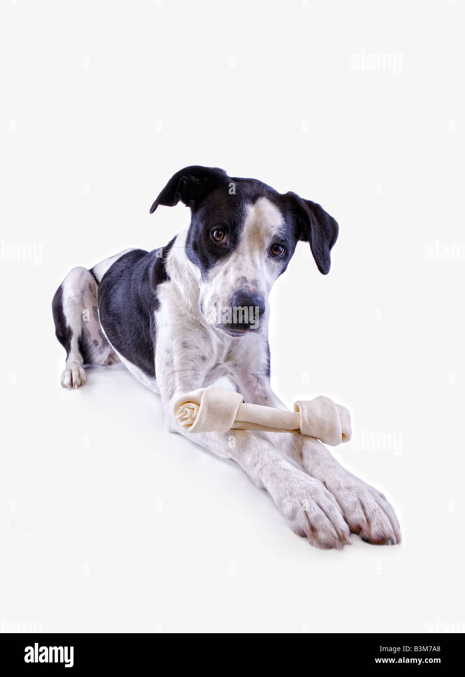 Black and white Great Dane mix dog with big bone isolated on white background Stock Photo