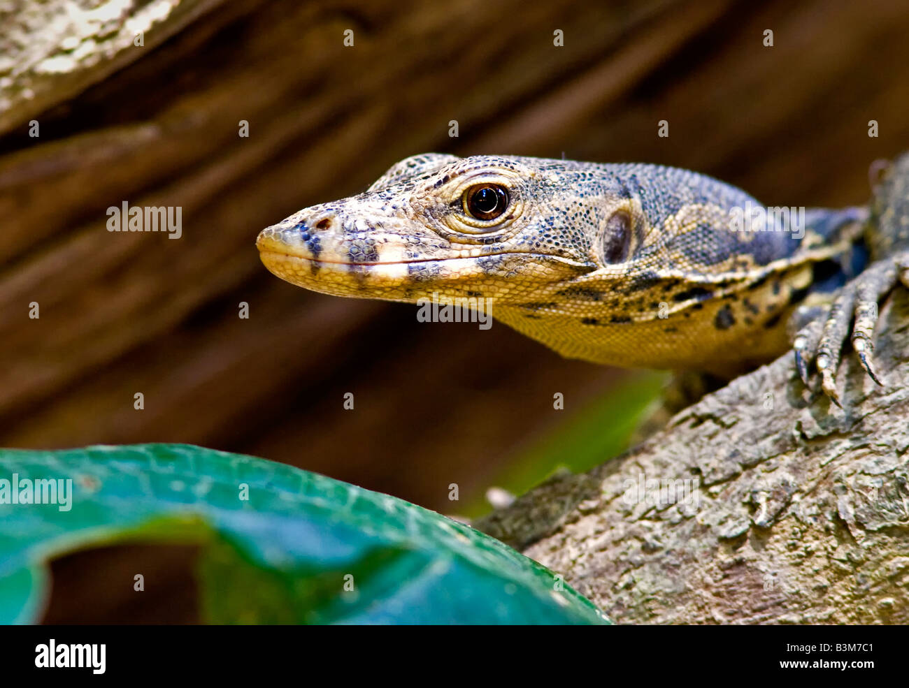 Monitor Lizard (Varanus niloticus) sitting on tree trunk Kinabatangan River Sabah Borneo Malaysia Stock Photo