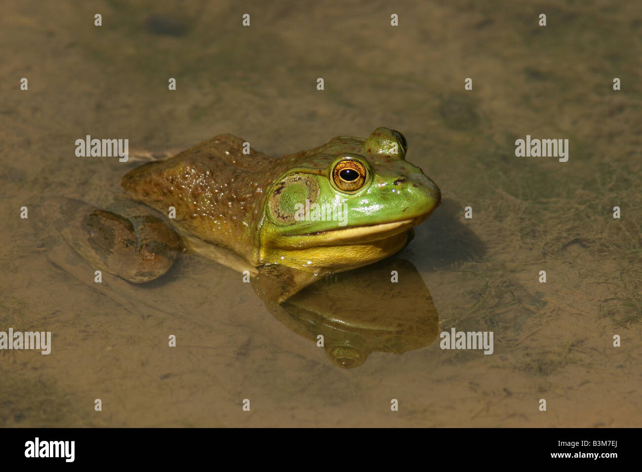Bullfrog reflecting in water Stock Photo