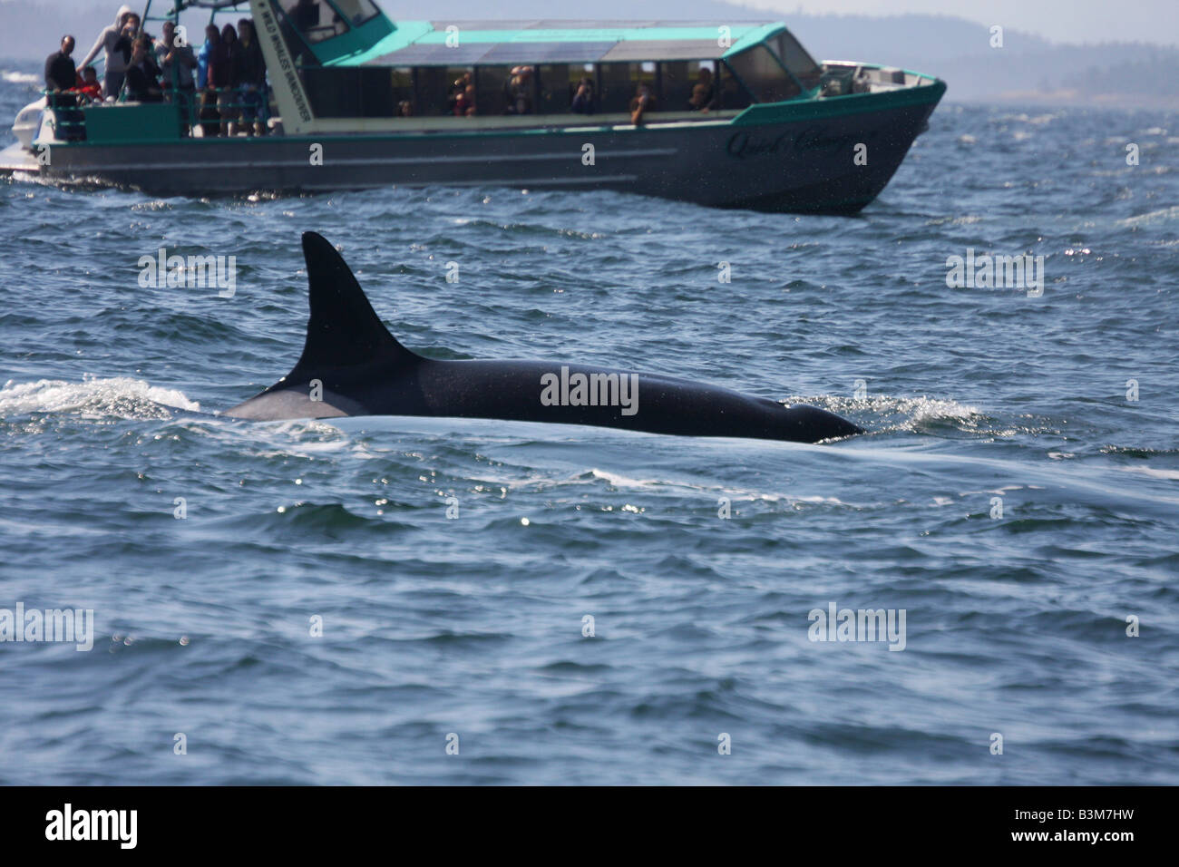 Orca in Haro Straight, San Juan Island, Washington, USA Stock Photo