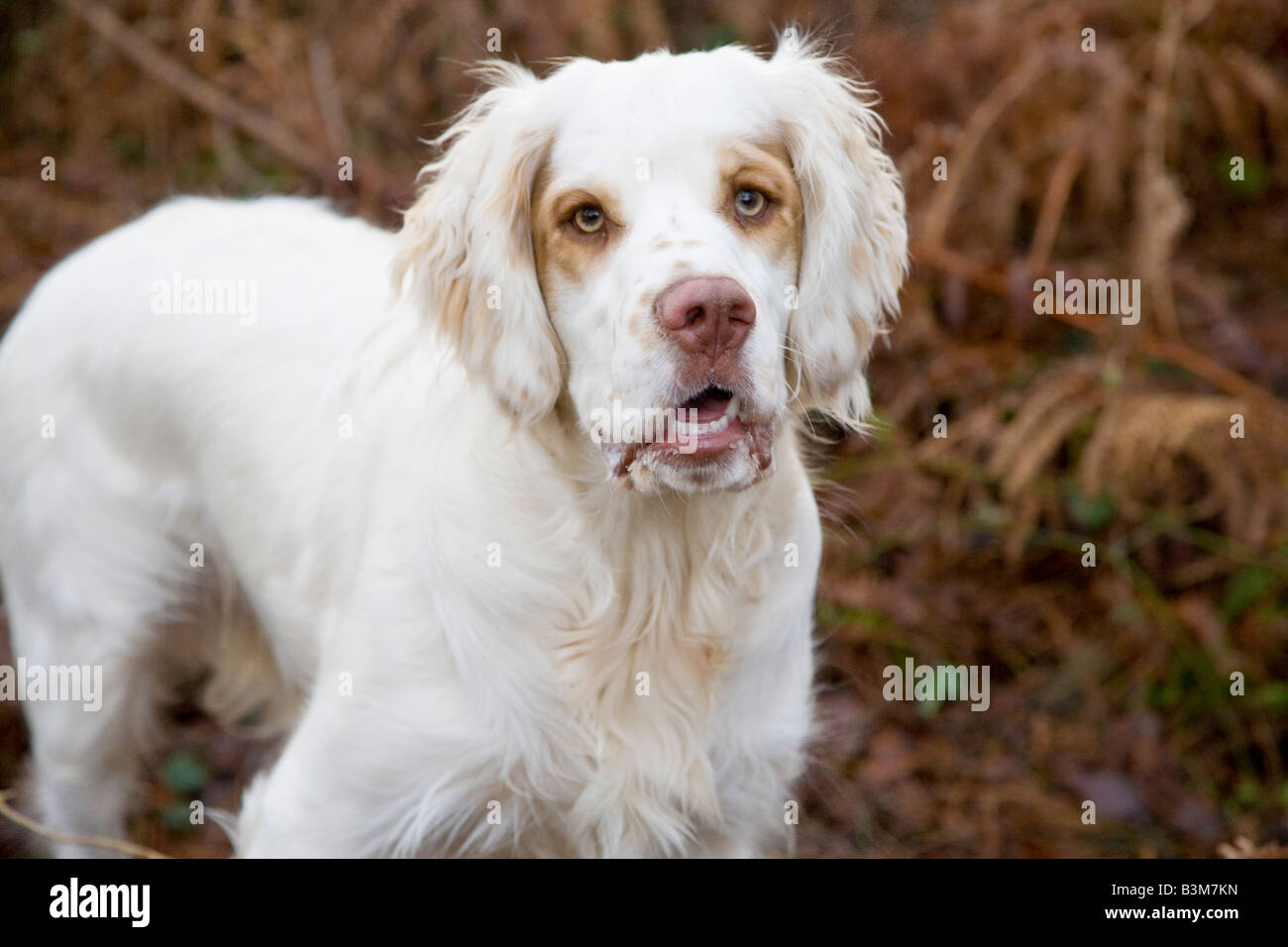 biggest spaniel breed