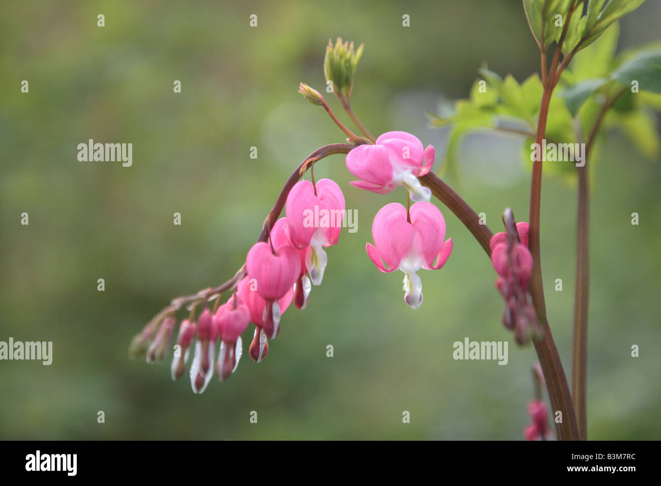 BLEEDING HEART DICENTRA SPECTABILIS FLOWER IN MAY IN NORTHERN ILLINOIS USA Stock Photo