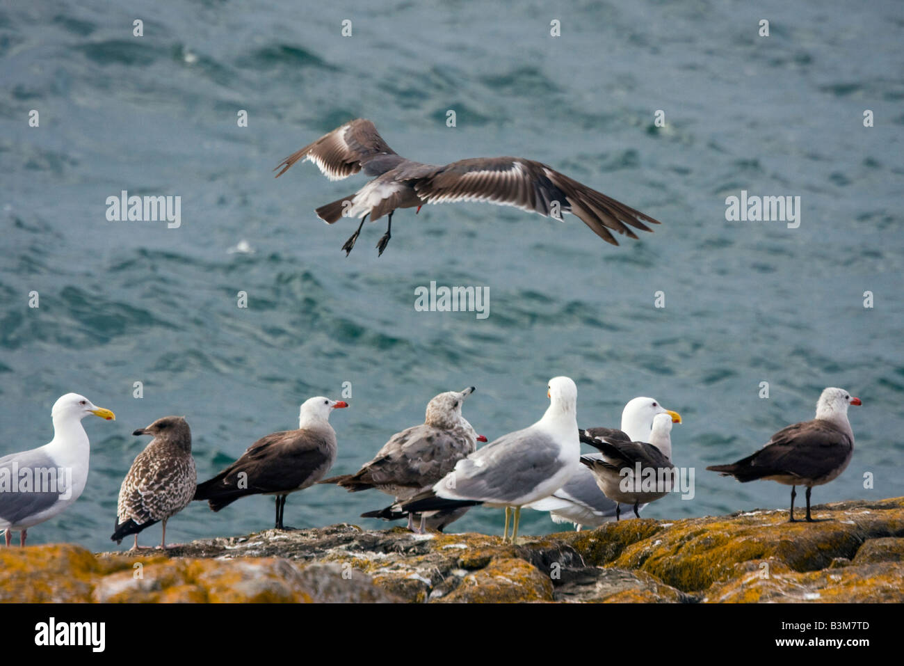 Seagulls at Cattle Point Area, San Juan Island, Washington, USA Stock Photo