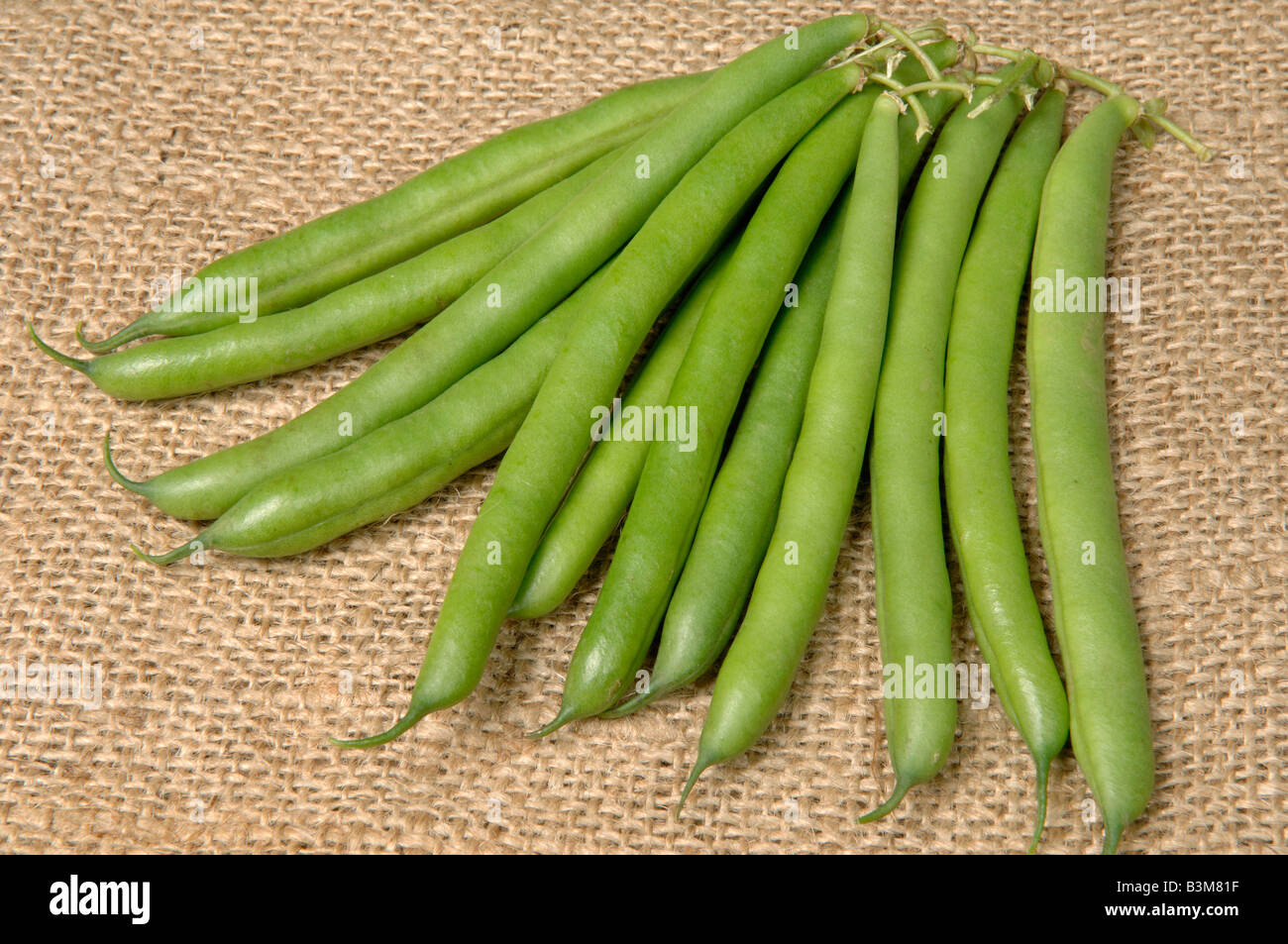 English beans hires stock photography and images Alamy