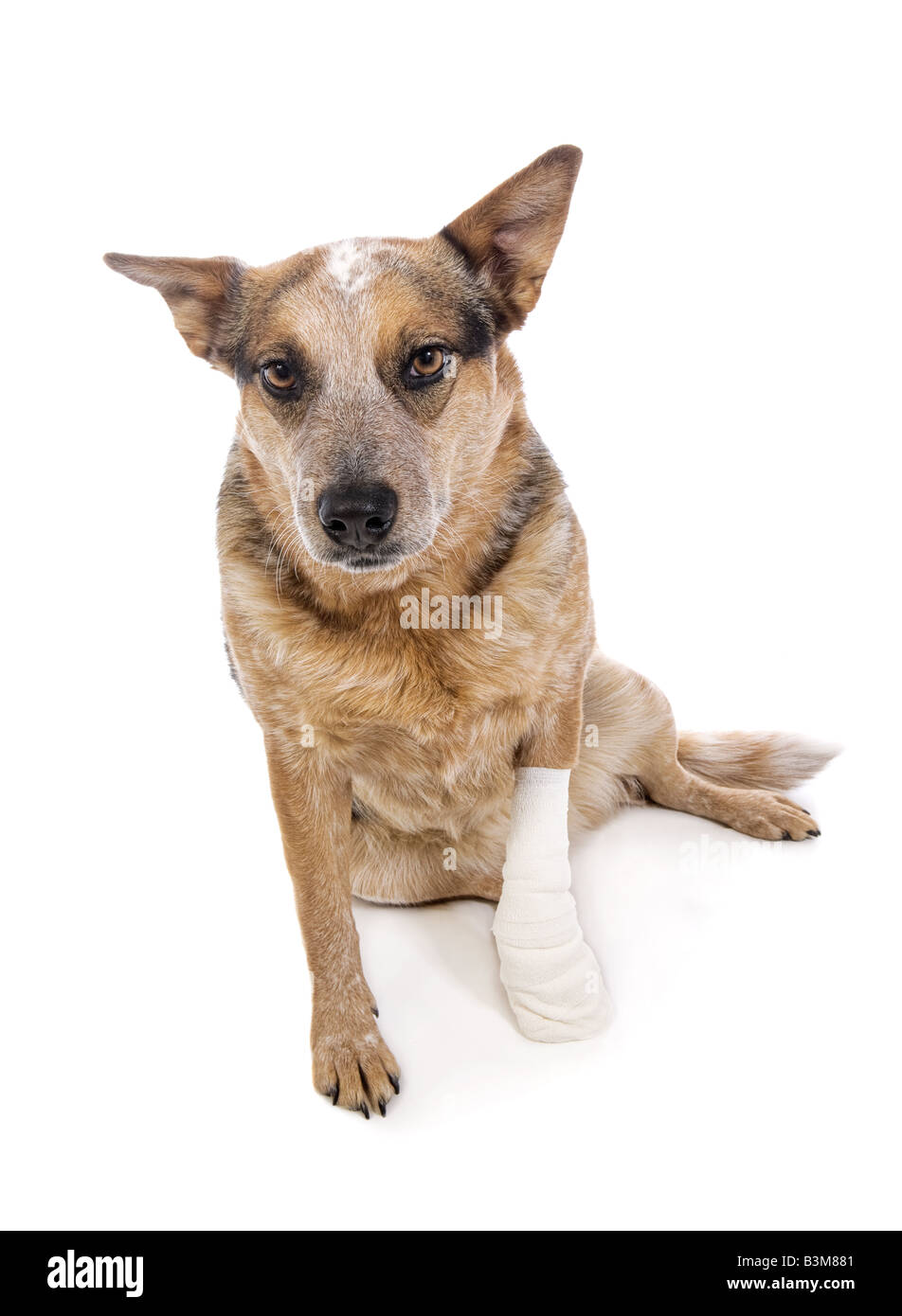 Interessant abstraktion Normal Australian Cattle dog or red Heeler with hurt bandaged paw isolated on  white background Stock Photo - Alamy
