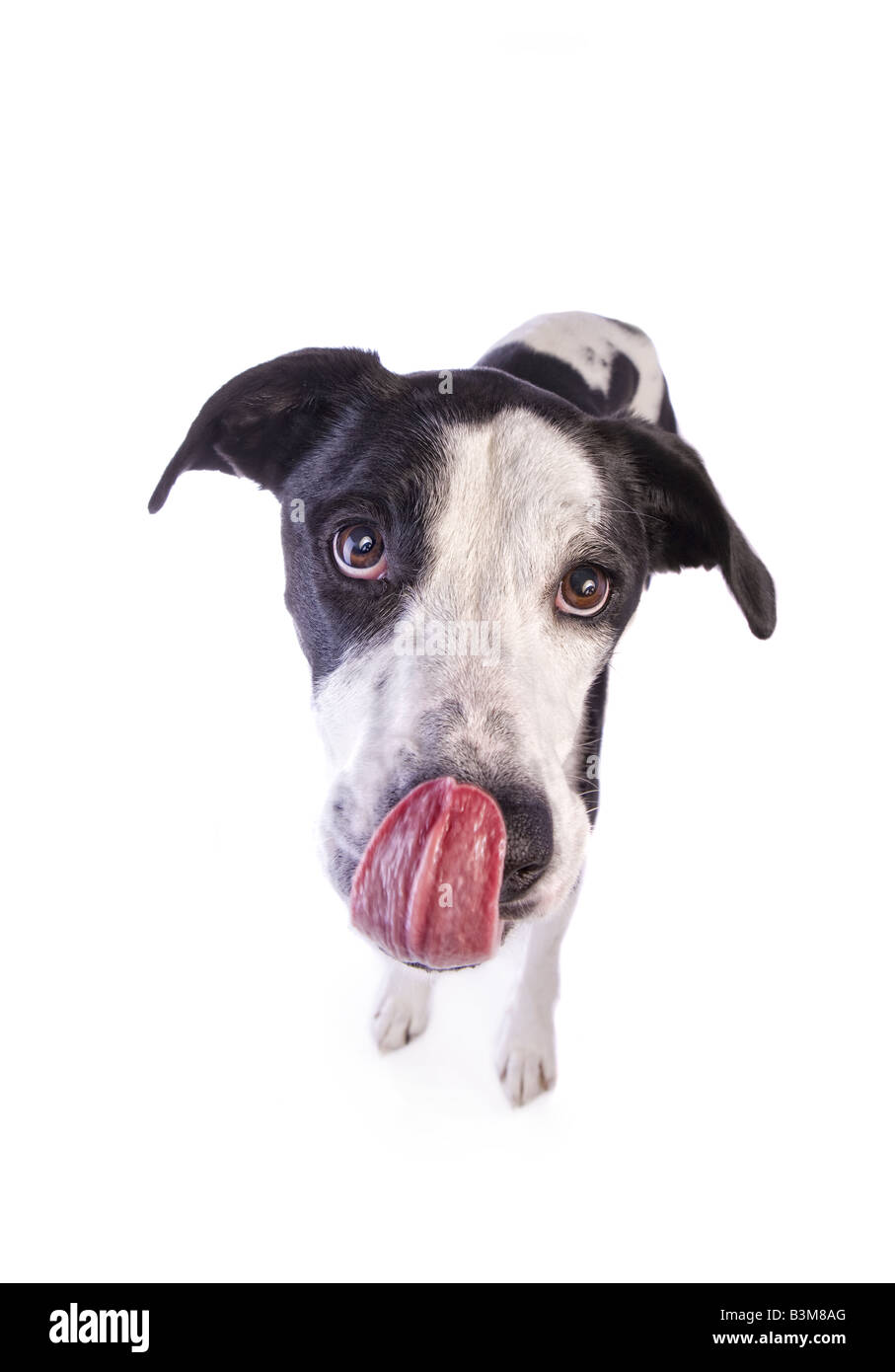 Funny dog tongue Cut Out Stock Images & Pictures Alamy