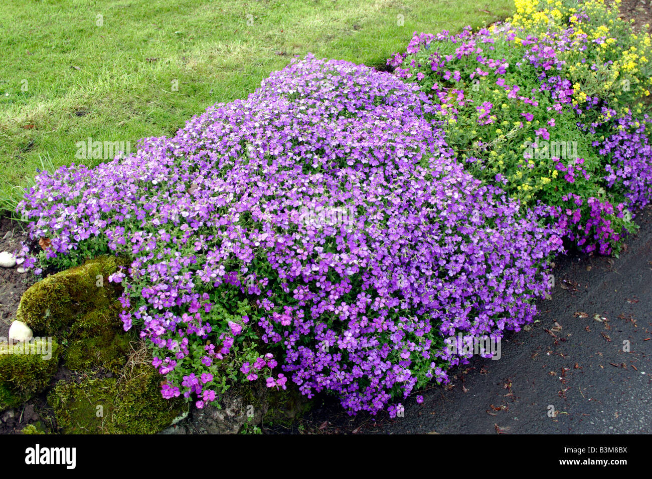 Rock cress (Aubrieta deltoidea) flowering in garden, England, UK Stock Photo