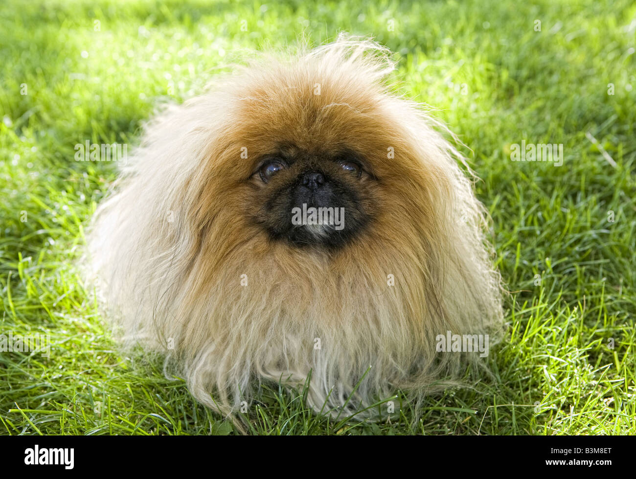 Furry Pekingese dog sitting outdoors in green grass Stock Photo