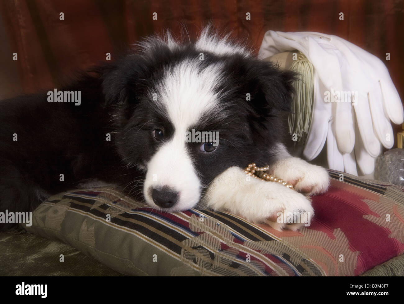 Border Collie puppy lying with vintage gloves and beads Stock Photo