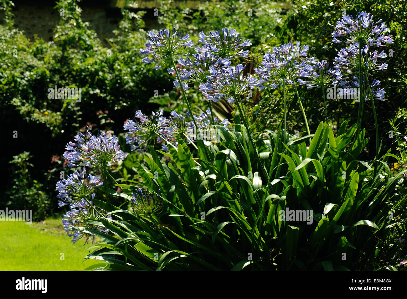 African blue lily Agapanthus africanus flowers backlit against a garden background Stock Photo