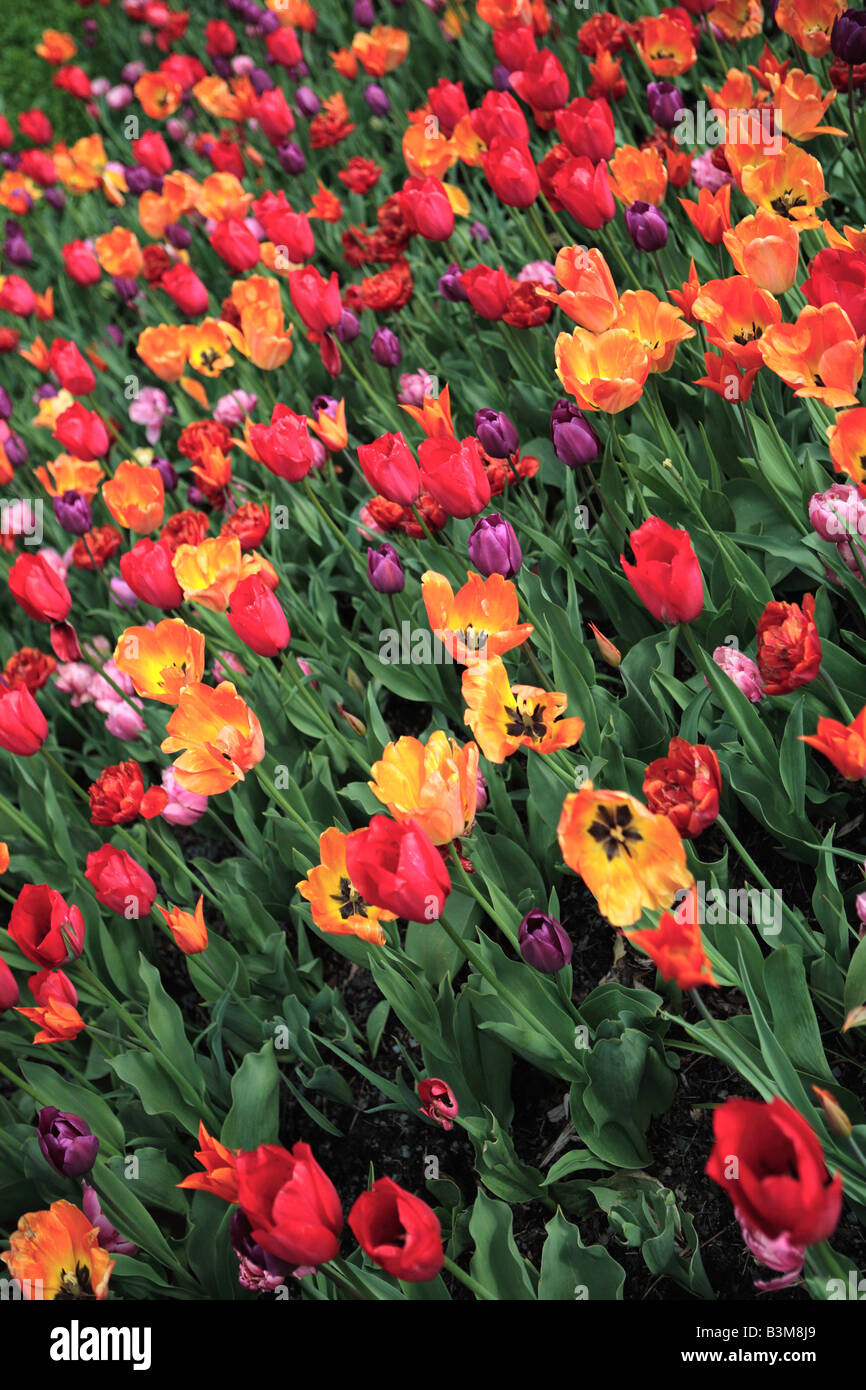 MULTICOLORED TULIPS IN SPRING IN NORTHERN ILLINOIS USA Stock Photo