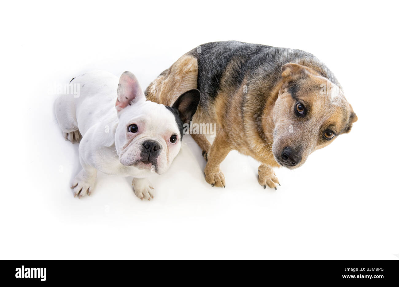 Black and white French bulldog and Australian Cattle Dog sittling ...