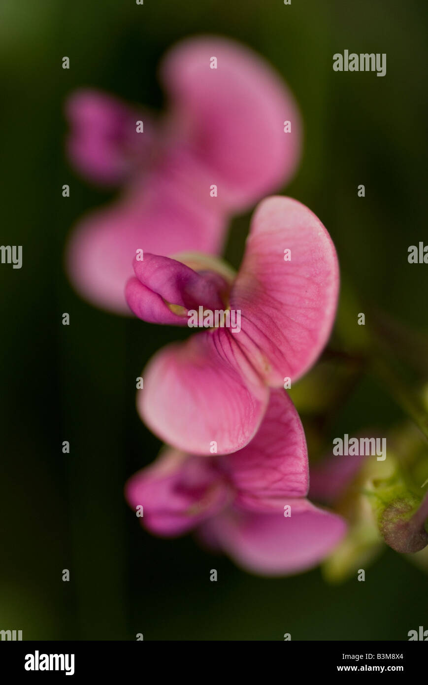 close up of pink field pea Stock Photo