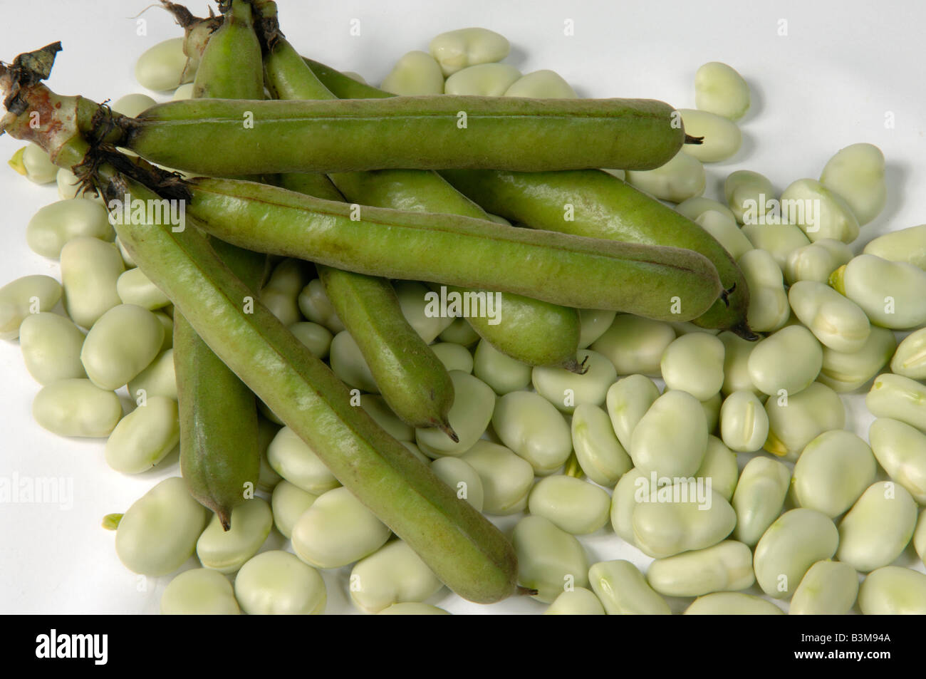 English grown vegetable produce typical supermarket bought broad beans whole and opend pods Stock Photo