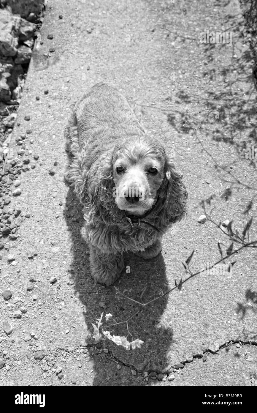 Cocker Spaniel dog on sidewalk in monotone Stock Photo
