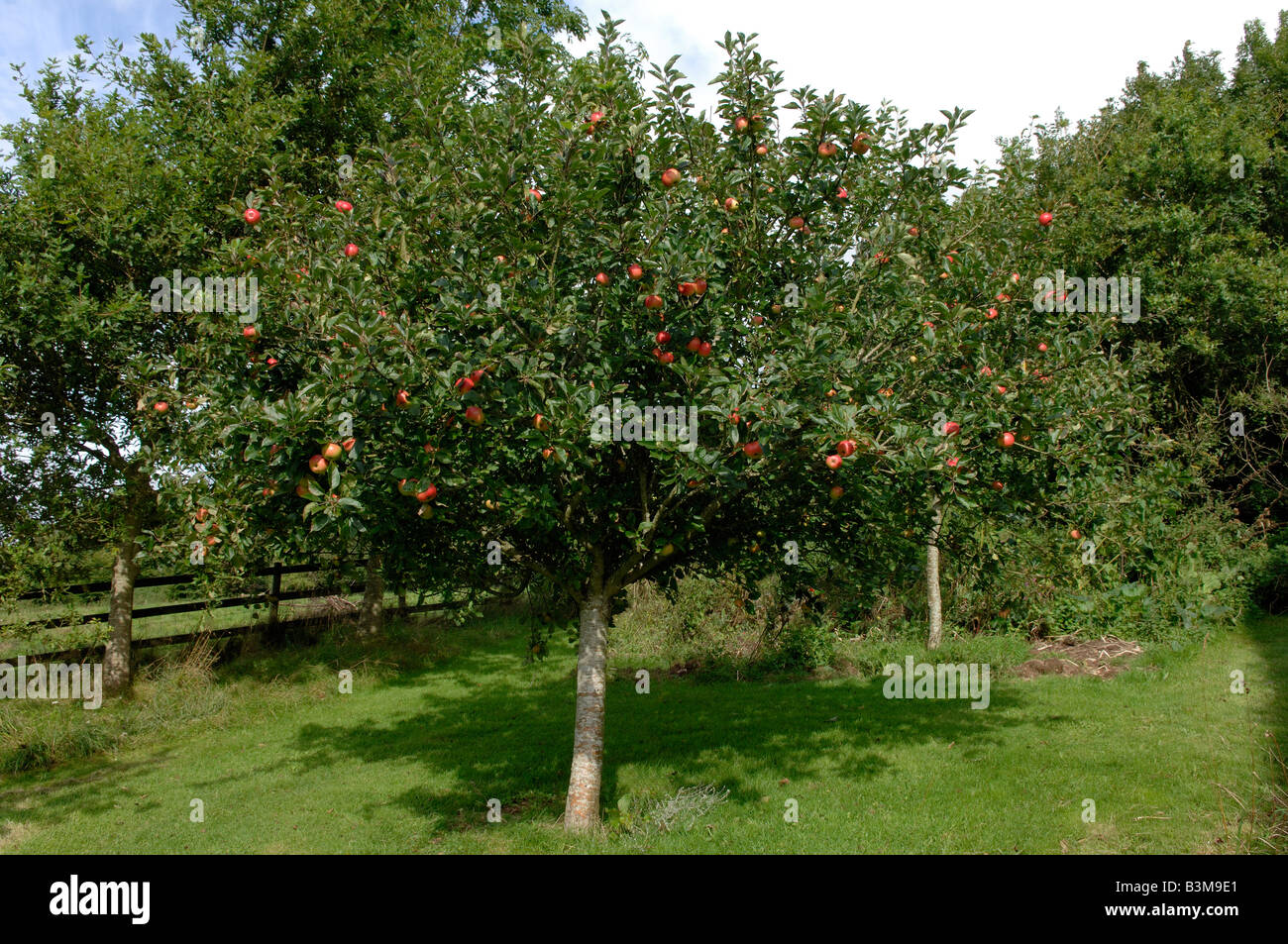 A garden standard Discovery apple tree in full fruit Devon Stock Photo