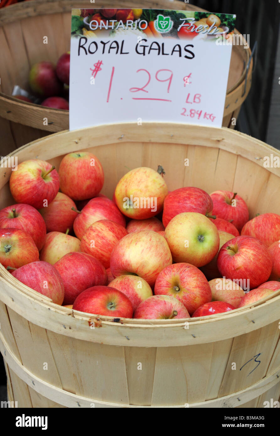 Royal Gala apples produced in Ontario Canada Stock Photo Alamy