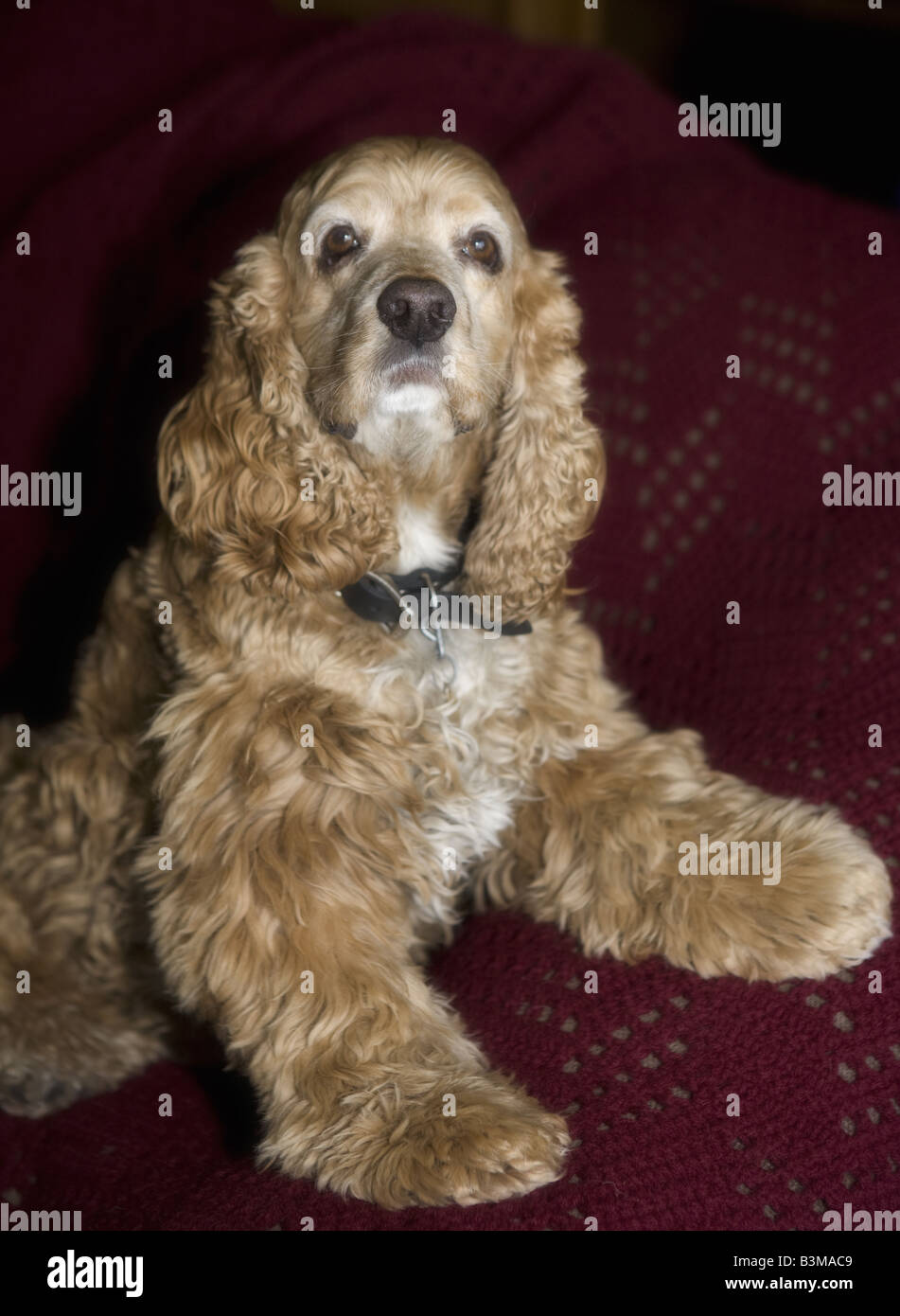 Cocker Spaniel dog in soft focus on red Stock Photo